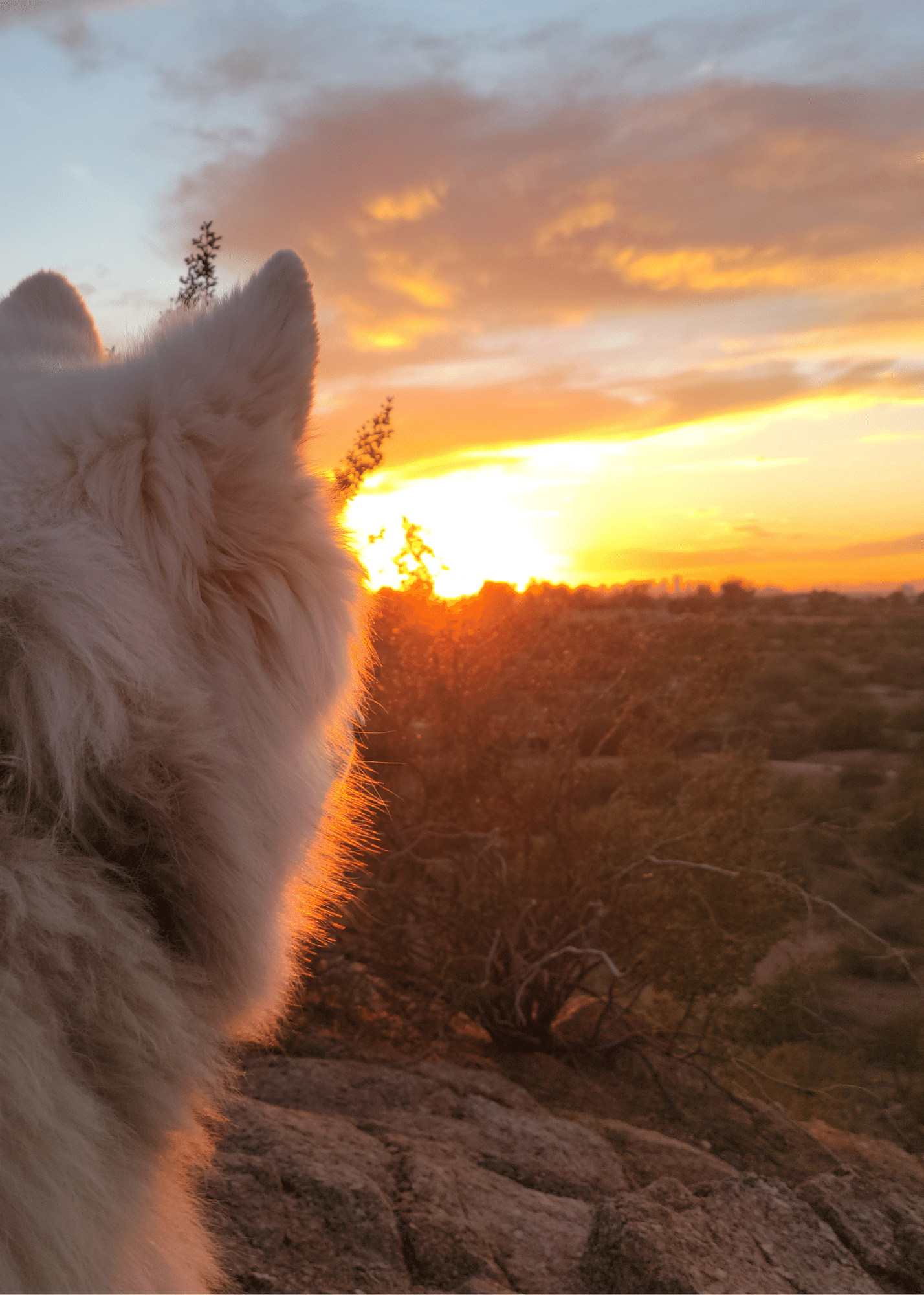 Dog watching a sunset at Papago Park - one of the best things to do in Tempe, Arizona