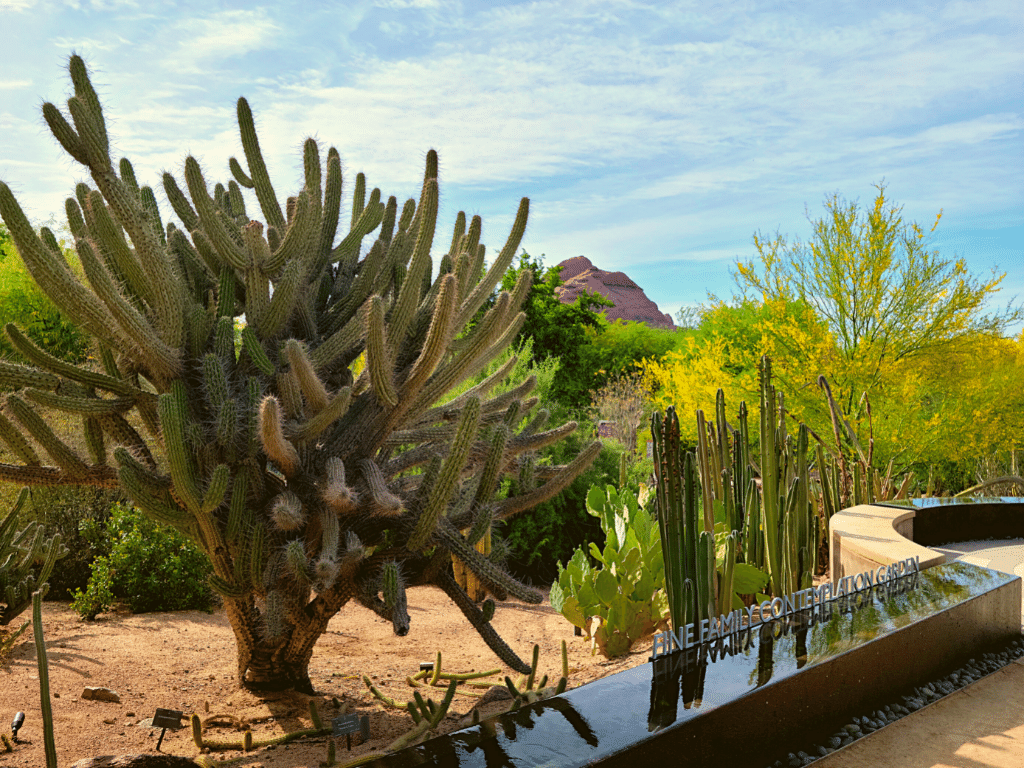 Cactus at the Desert Botanical Gardens