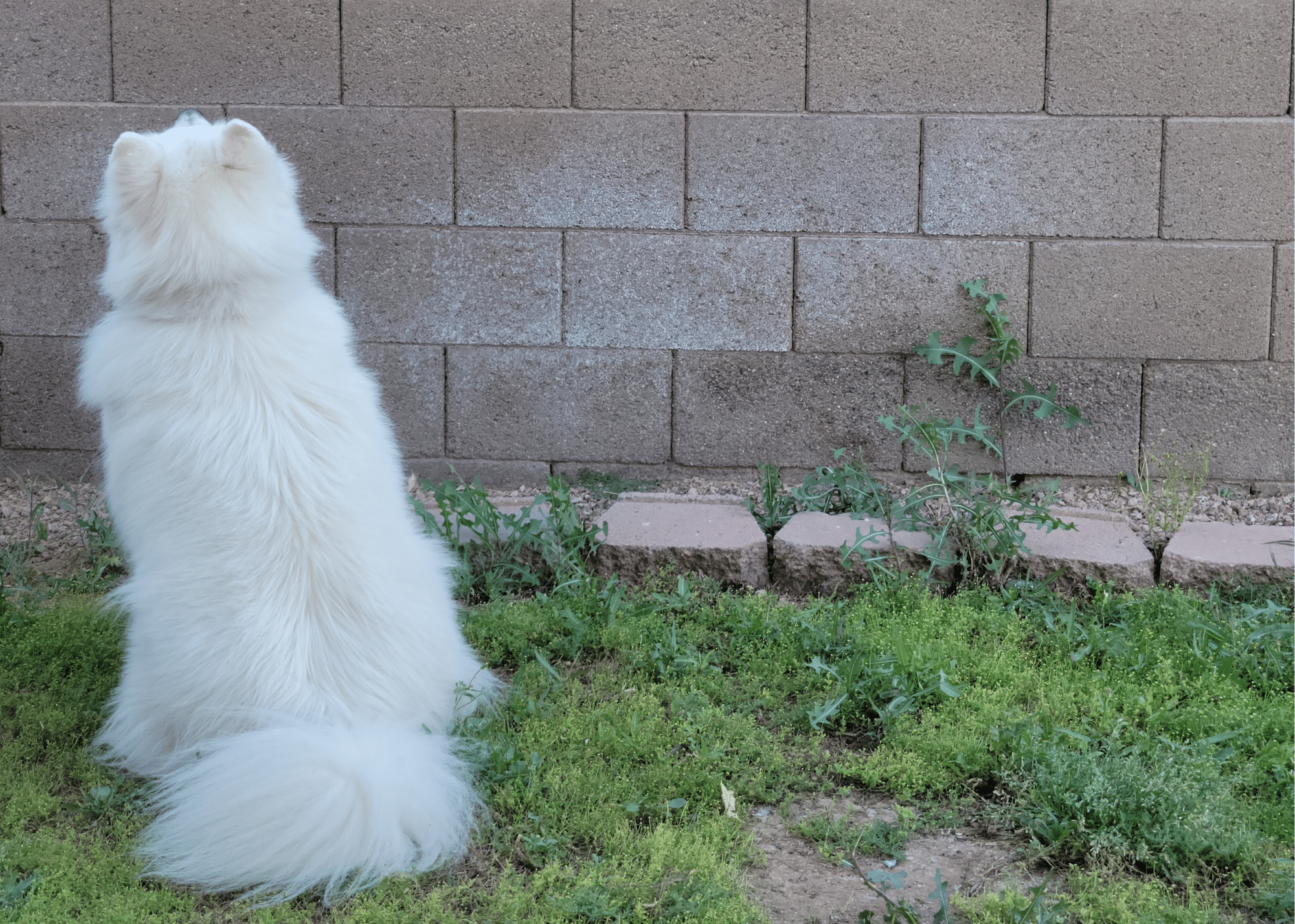 Dog starting at wall, hoping to see a lizard