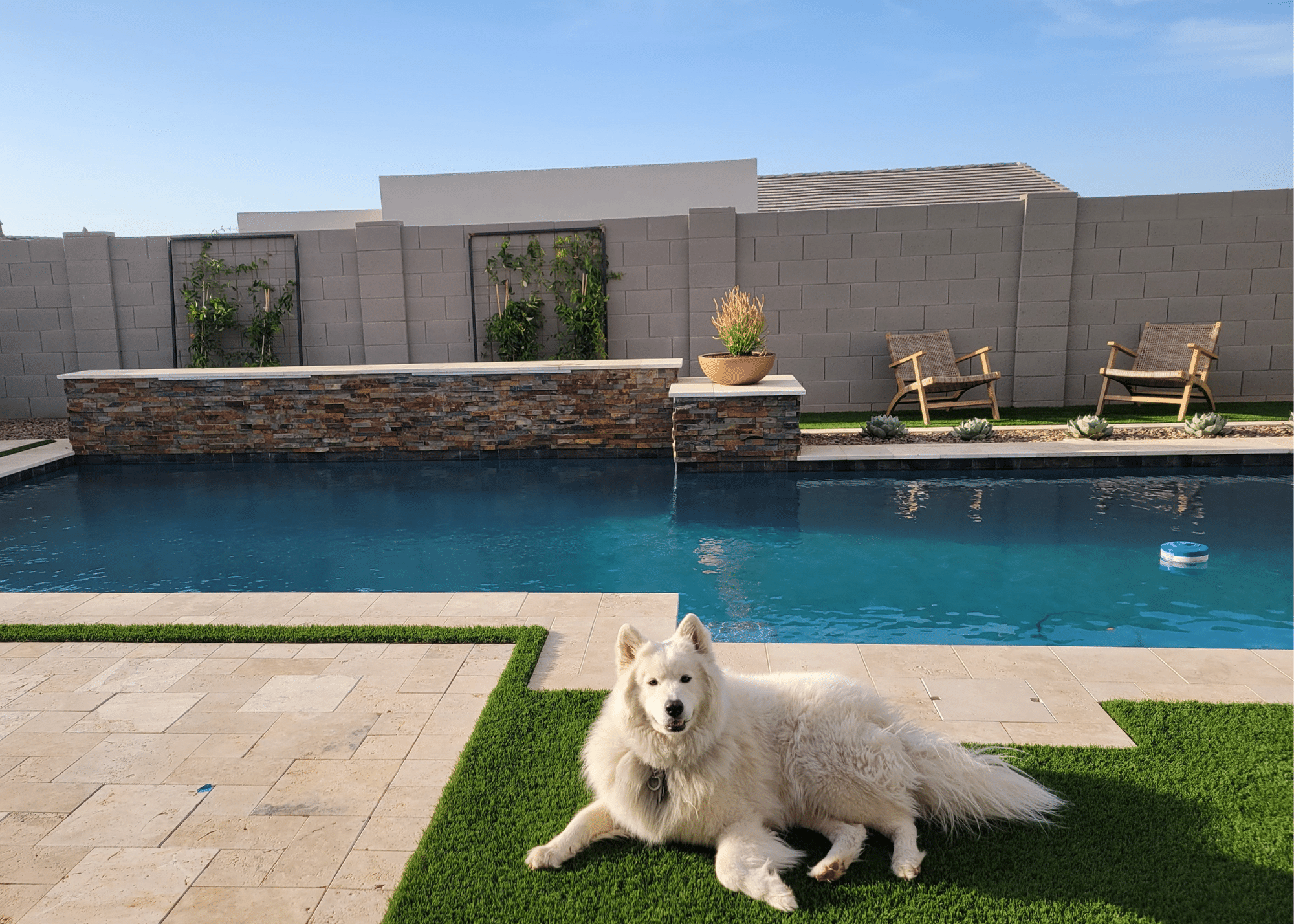 Dog laying down by a pool showing why outdoor living is a reason to move to Phoenix