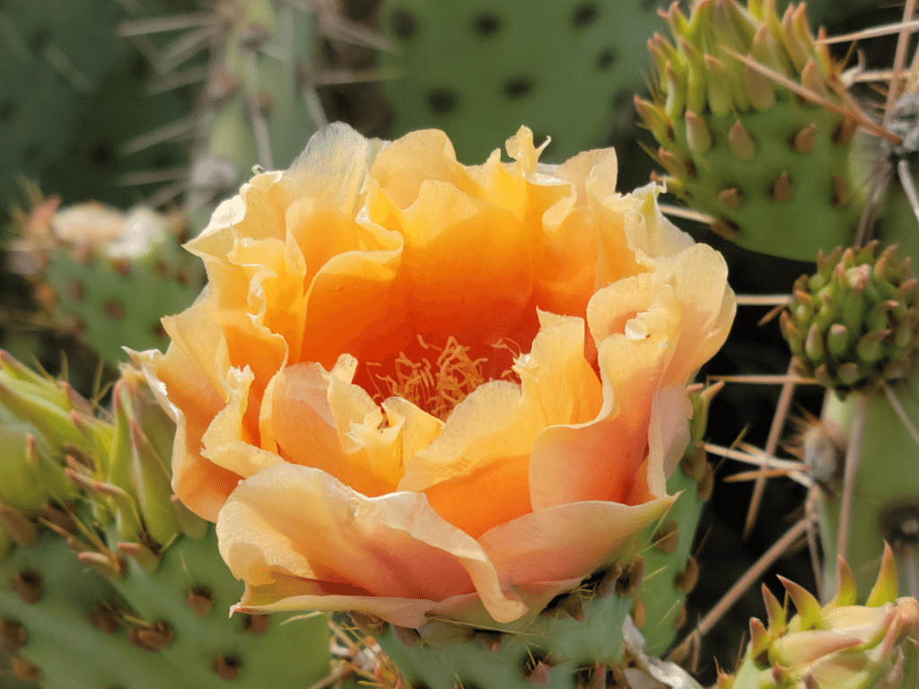 Orange cactus flower