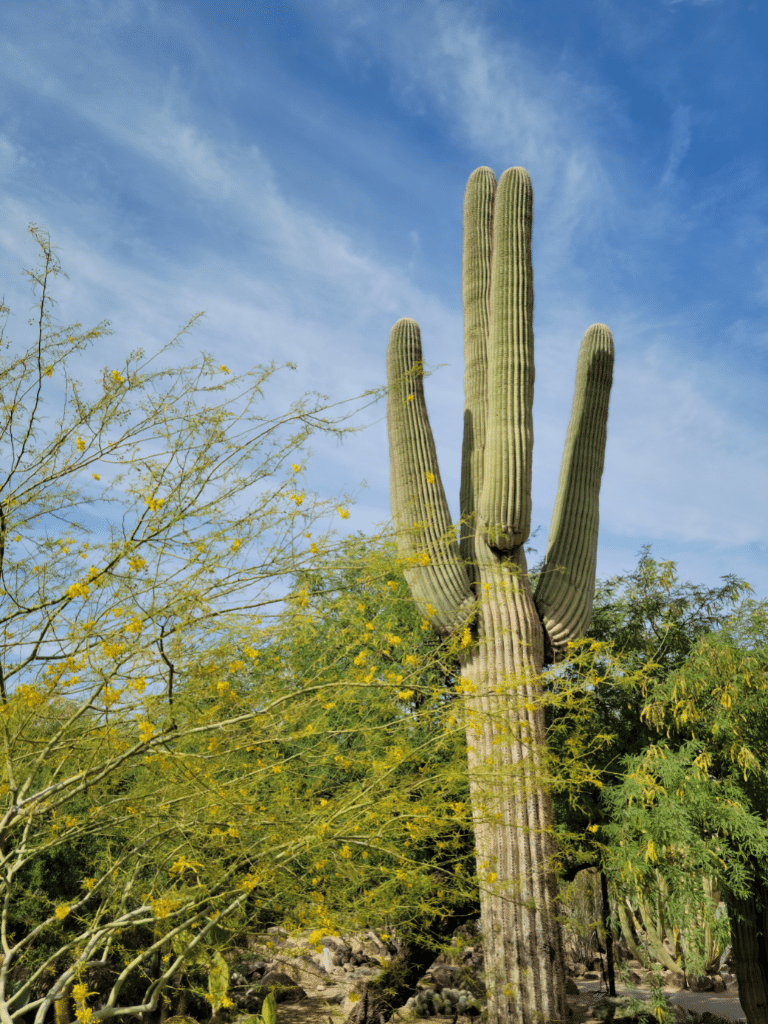 Saguaro cactus in Phoenix, Arizona