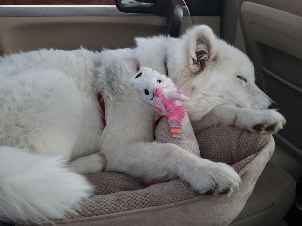 Dog sleeping in the back seat of a car