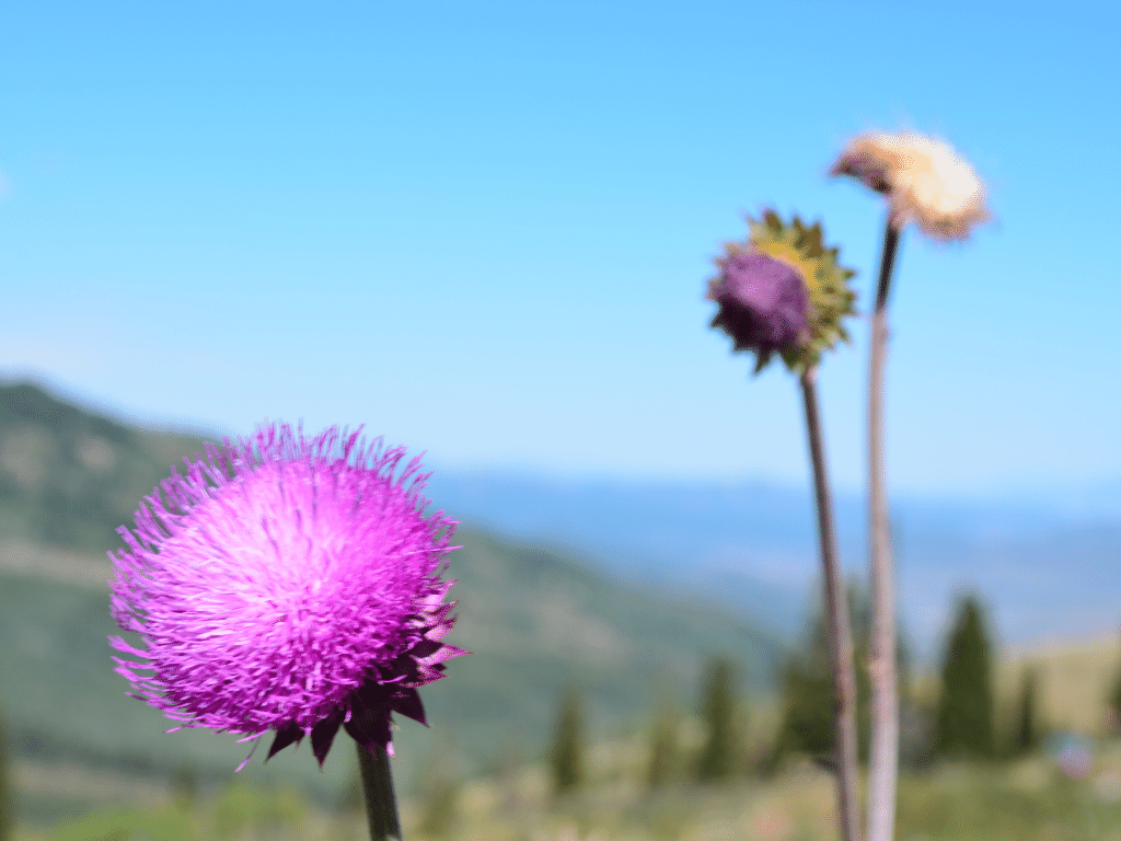 Wildflowers on top of Park City mountain