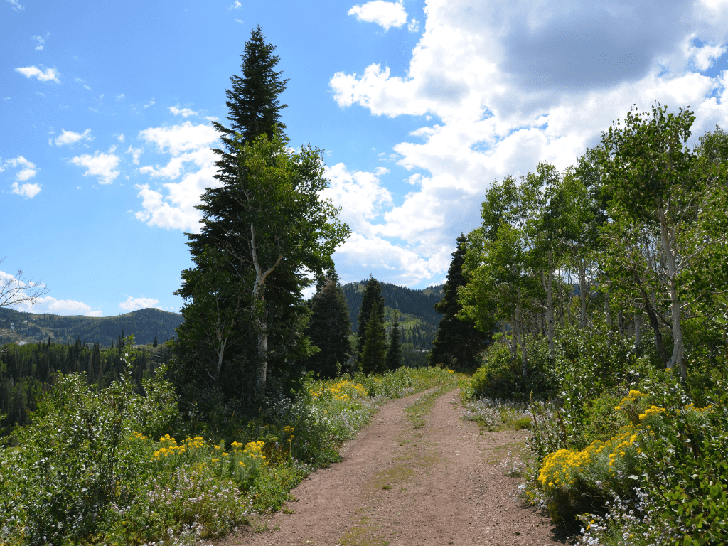 Hiking trail on top of Park City mountain