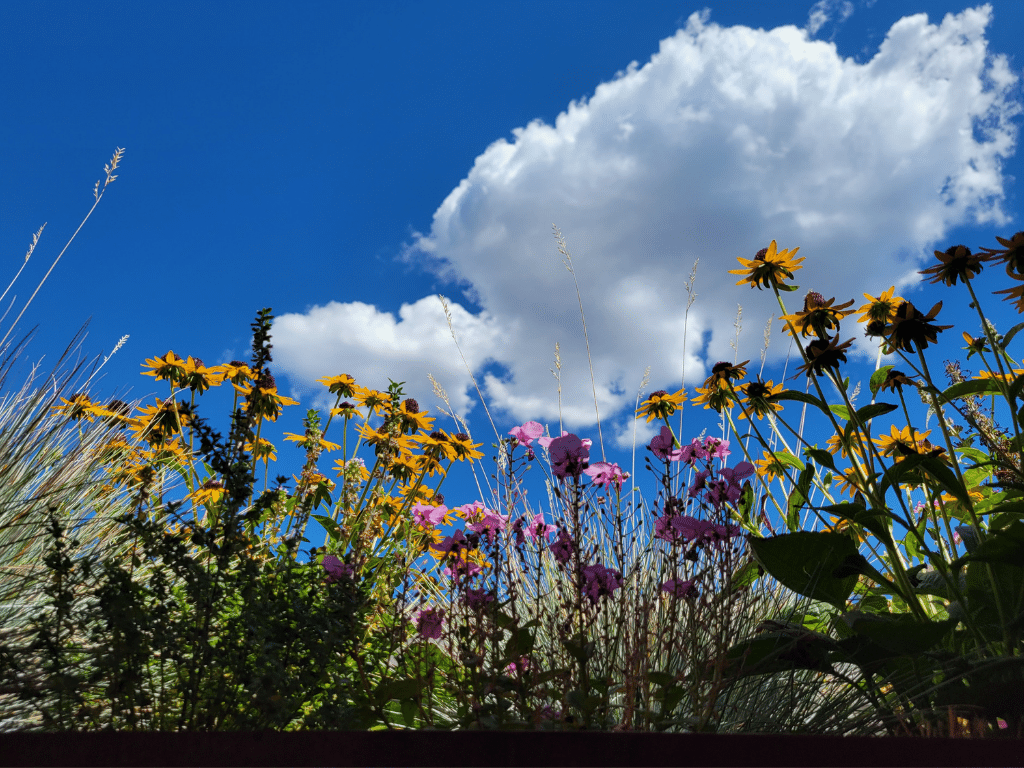 Wildflowers in a window box in Park City, Utah